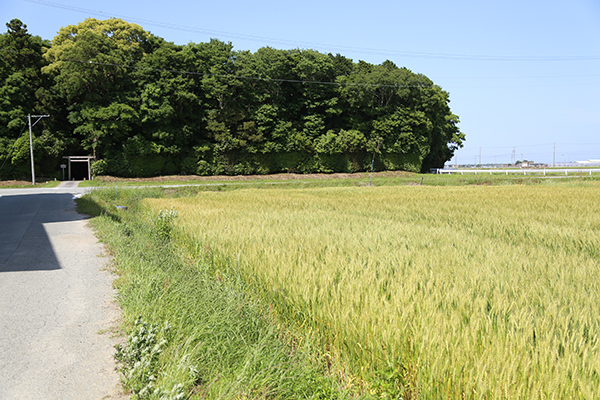 産地について