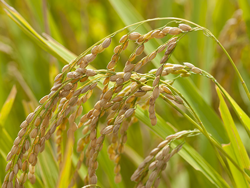 米の栽培